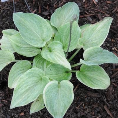 Hosta 'Vermont Frost'